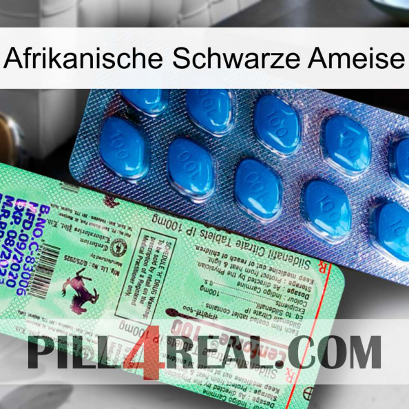 African Black Ant new02